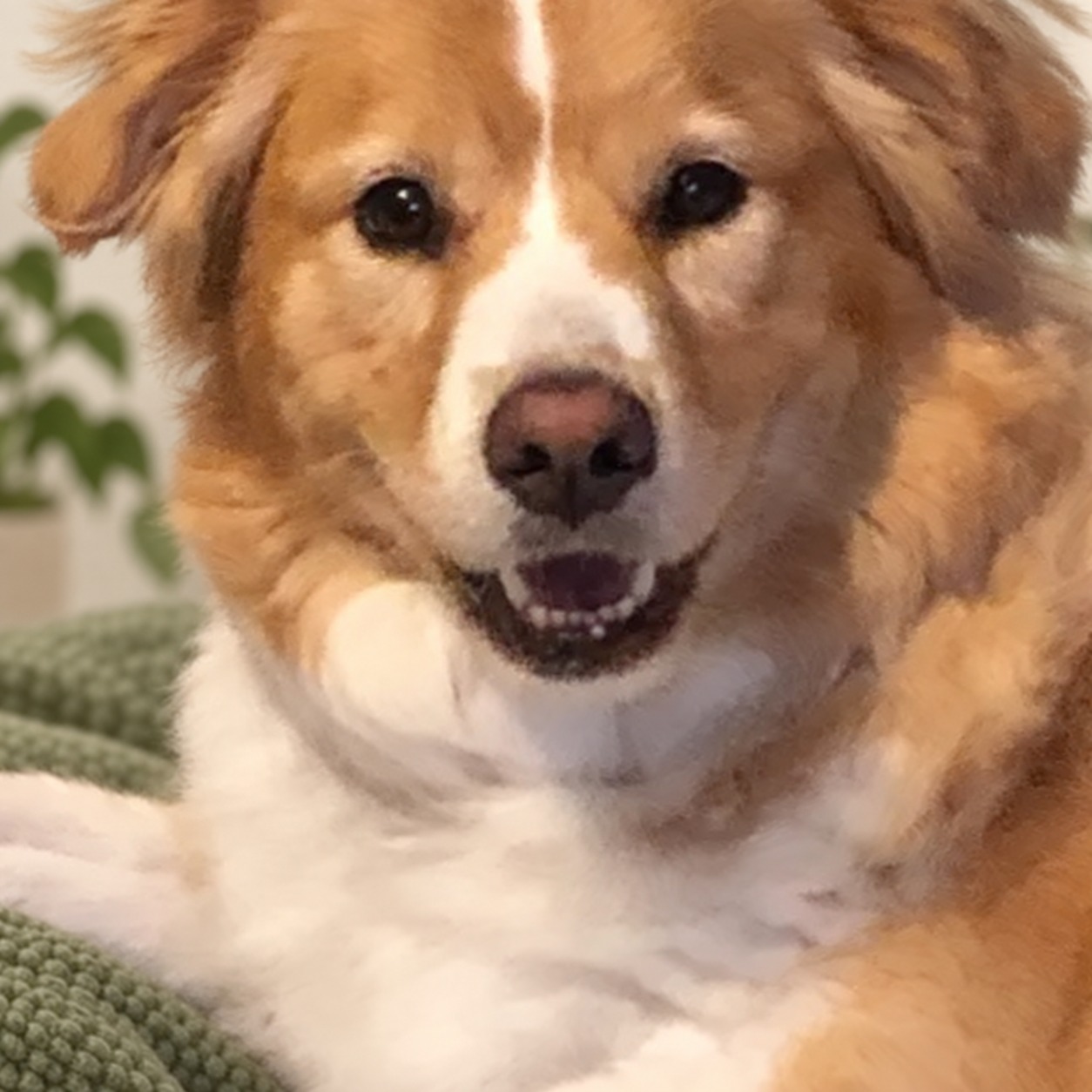 A happy golden dog smiling after grooming at The Rescue Retreat