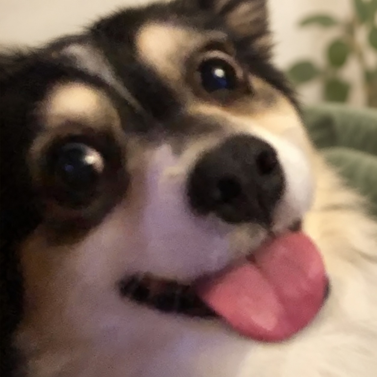 A joyful small dog with tongue out after a grooming visit at The Rescue Retreat
