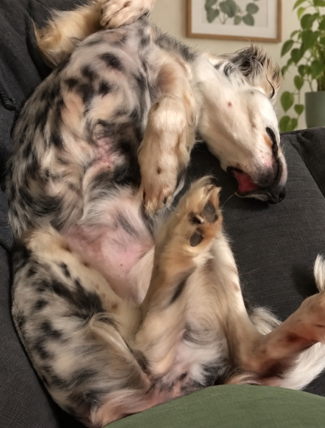 A dog sleeping peacefully on a couch in the calm grooming space at The Rescue Retreat
